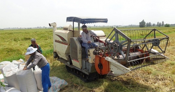 برداشت میانگین 347 هزار تن شلتوک برنج در بابل استان مازندران