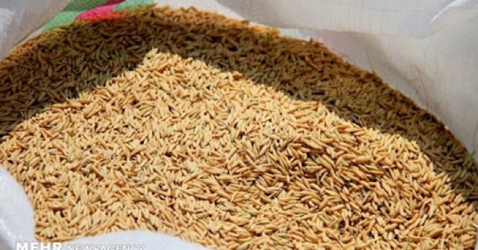 توزیع 5000 کیلوگرم بذر برنج شیرودی از طریق کارگزاری تعاونی البرز در بهشهر