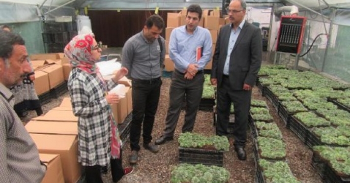 صادرات 100هزار گل و گیاه از تنکابن مازندران به خارج از کشور