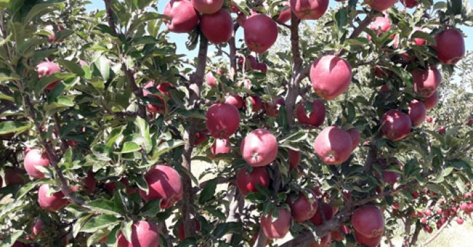 برداشت 179 هزار تن سیب از باغات شهرستان میانه استان آذربایجان شرقی