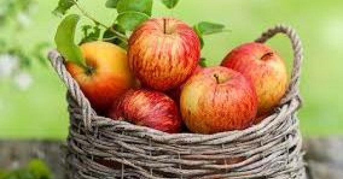 پیش بینی تولید 19 هزار تن سیب در آمل استان مازندران