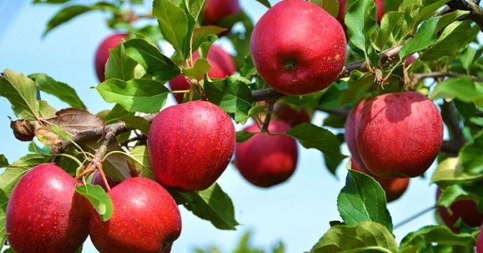 تأمین سیب بازار عید 11 استان توسط آذربایجان غربی