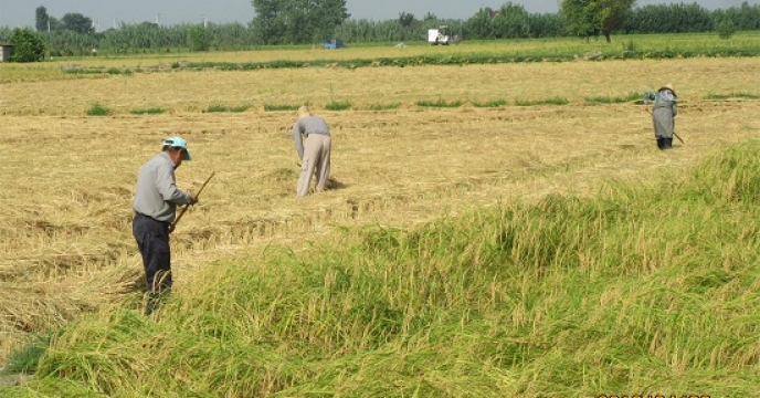 پیش بینی تولید 19 هزار تن برنج در سیمرغ استان مازندران