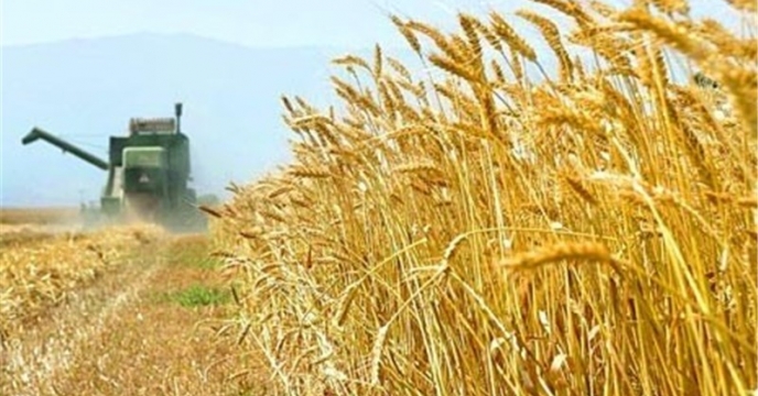 خرید بیش از1400تن گندم بذری توسط شرکت خدمات حمایتی کشاورزی استان سیستان و بلوچستان