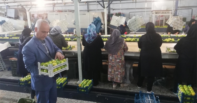 صادرات 150 تنی نارنگی از میاندرود  استان مازندران