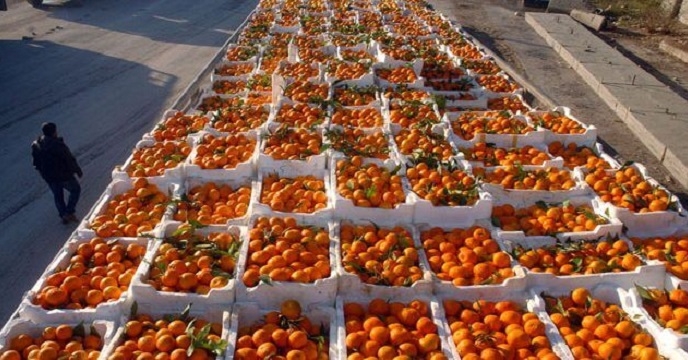 صادرات 1000 تن نارنگی پیش رس از استان مازندران به خارج
