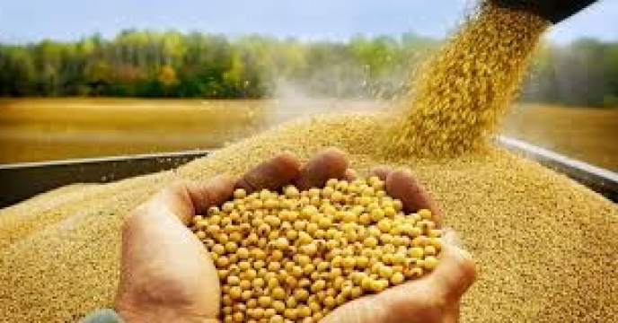 توزیع 18367 کیلو گرم بذر دانه روغنی سویا رقم آرین در استان مازندران