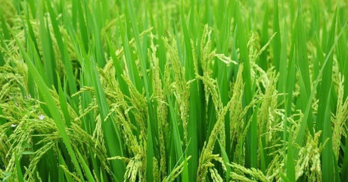 نخستین خوشه های برنج در مازندران نمایان شد