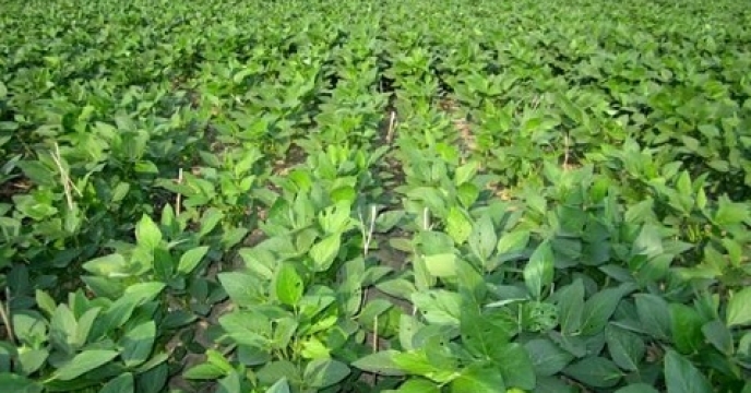 سطح سبز 530 هکتاری مزارع سویا در مرکز استان مازندران