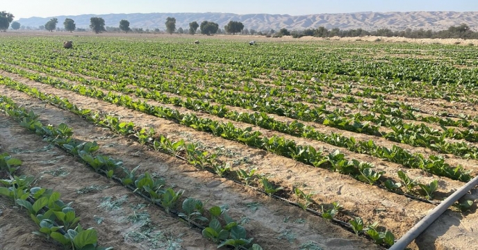 توزیع ۱۰۰ تن کود اوره بین کشاورزان پارسیان استان هرمزگان