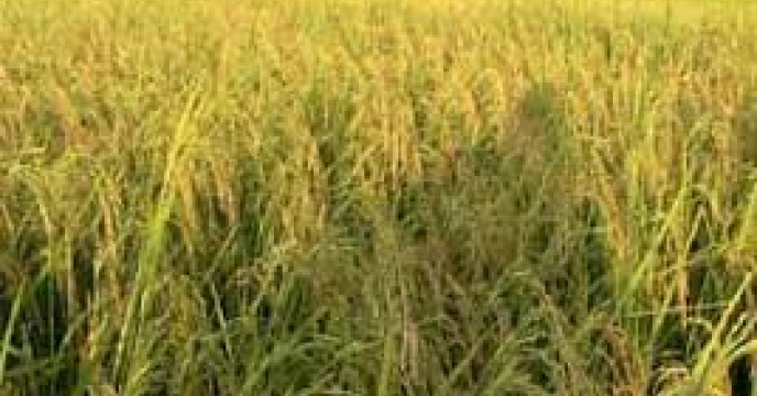 تولید بیش از 106 هزار تن ارقام پرمحصول برنج در بابل  استان مازندران