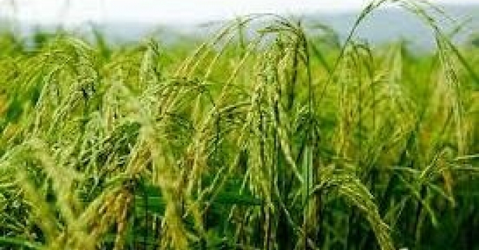 تولیدبیش از یک میلیون و 400 هزار تن برنج در  استان مازندران