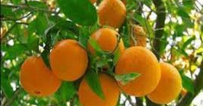 تولید بیش از 585 هزار تن پرتقال در بابل استان مازندران