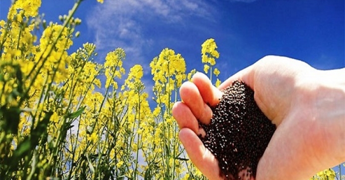توزیع بیش از 3100 کیلوگرم بذر کلزا در نکا مازندران