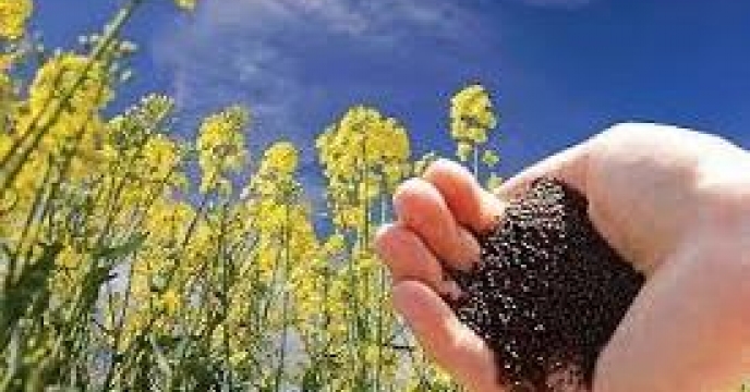 توزیع 70 کیلوگرم بذر کلزا در بابلسر استان مازندران