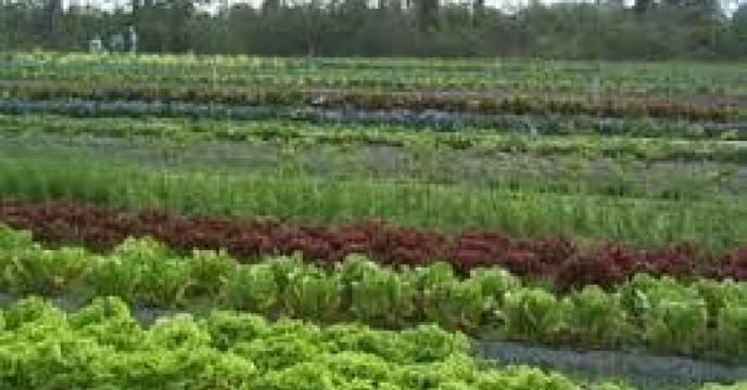 تامین کود برای تولید 3200 تن سبزی در مرکز مازندران