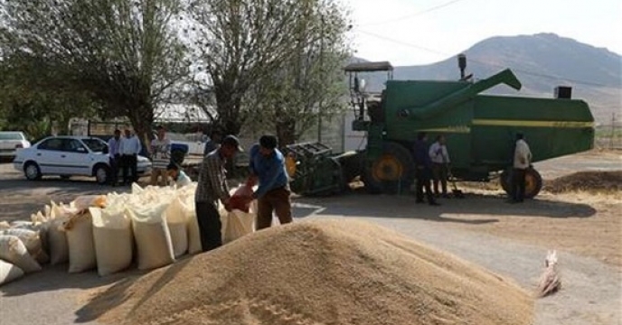 توزیع 6 هزار کیلوگرم بذر کلزا در میاندورود استان مازندران