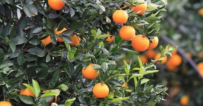 تامین کود برای 10هزار هکتار باغات پرتقال در مرکز مازندران