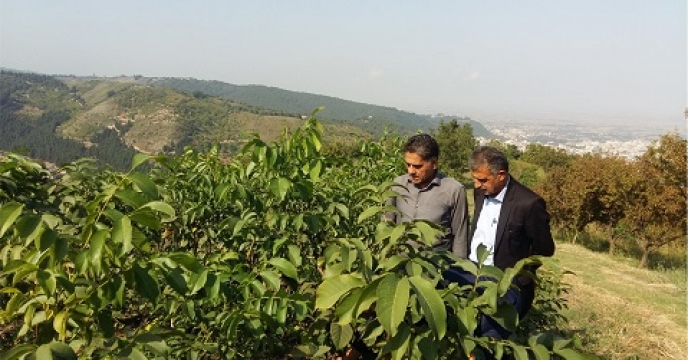 تولید 5 هزار نهال گردو پیوندی در بهشهر استان مازندران
