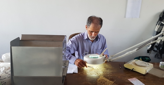 تجزیه بذر برنج در آزمایشگاه شرکت خدمات حمایتی کشاورزی استان گیلان