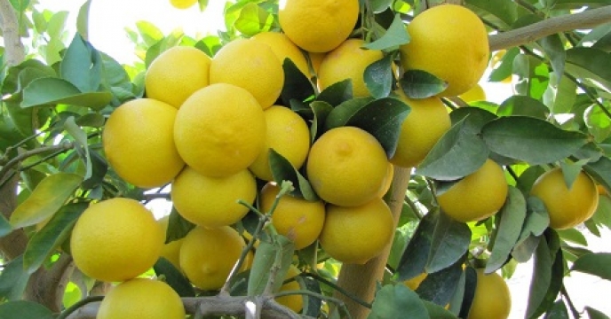 تامین کود برای 225 هکتار باغ لیمو و نارنج در آمل