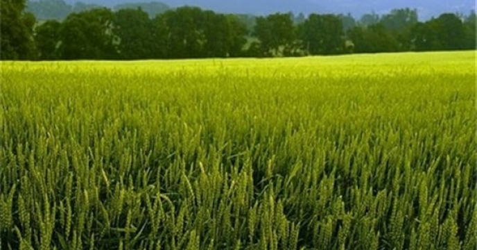 تامین کود برای 160 هکتار مزارع گندم و جو در قائمشهر مازندران