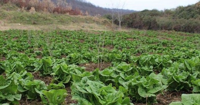 تامین کود برای 40 هکتار مزارع کاهو در نکا استان مازندران