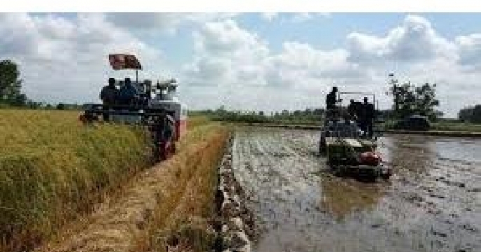 تامین کودکشت مجدد برنج در بیش از 9 هزار هکتار در بابلسر