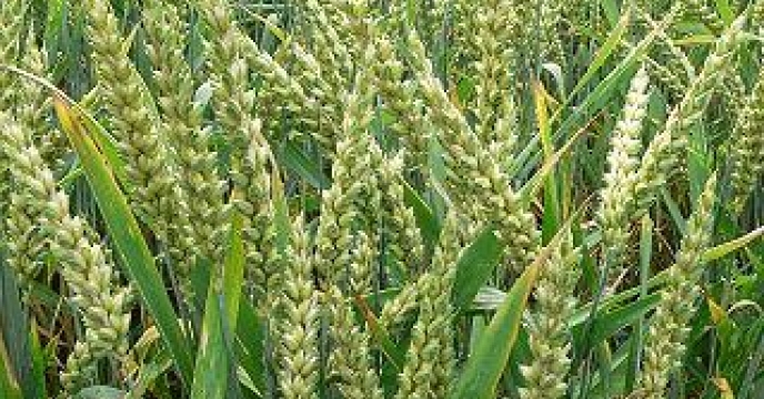 تامین کود برای مزارع گندم در مرکز استان مازندران