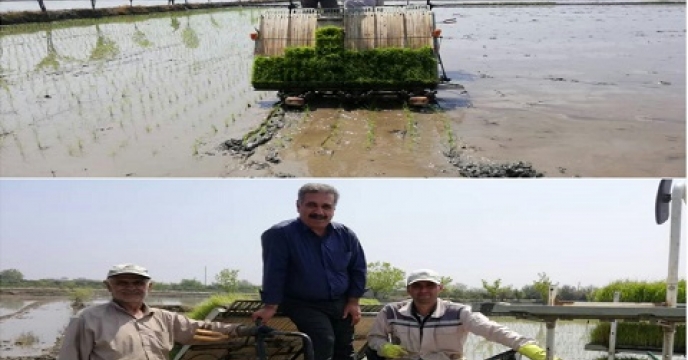 تامین کود برای مزارع مکانیزه برنج در قائم شهر مازندران
