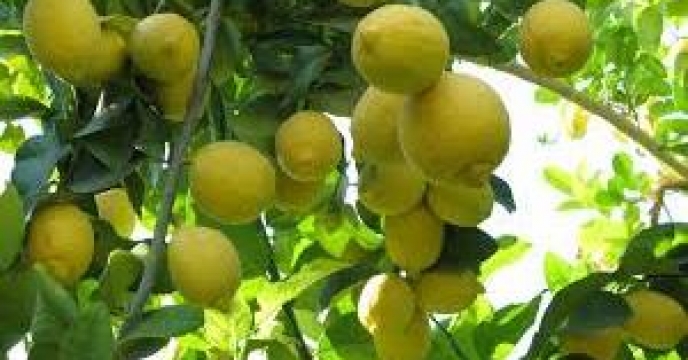 تولید 518 تن لیمو شیرین در بابل مازندران
