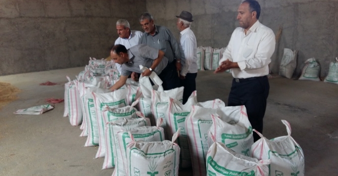 بازدید از تولید بذر قره یونجه گواهی شده در شهرستان مرند