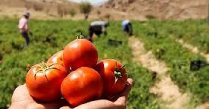 تامین کود جهت 2 هزار 961 هکتار کشت گوجه فرنگی