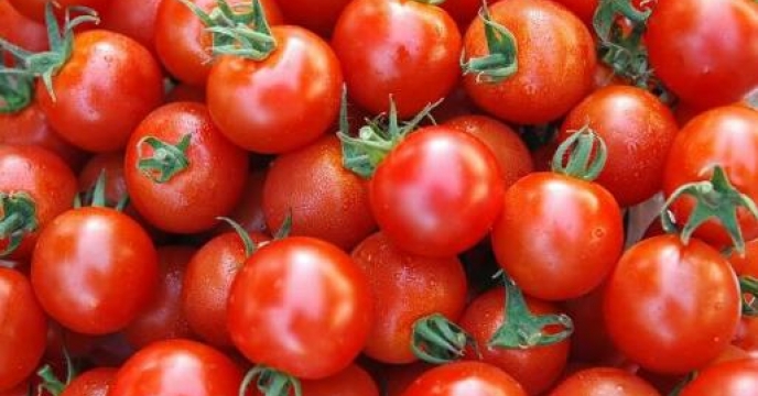 تامین کود جهت برداشت 154 هزار تن گوجه فرنگی در استان خراسان شمالی