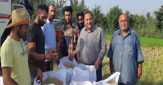 تولید 43هزار تن برنج در شهرستان نکا استان مازندران