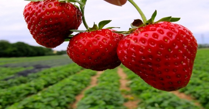 تامین کود برای افزایش 15 درصدی کشت توت فرنگی در بابلسر