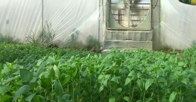 توسعه کشت انواع سبزیجات در استان مازندران