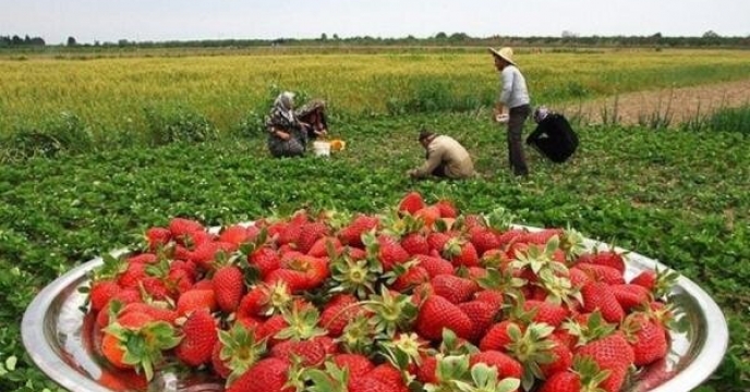 تامین کود مزارع توت فرنگی استان سمنان
