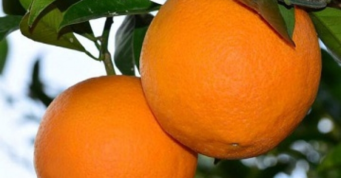 تولید 120 هزار تن پرتقال تامسون در میاندورود مازندران