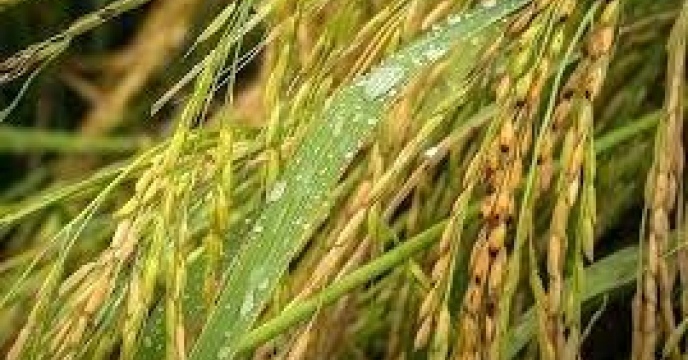 تولید 30هزار تن شلتوک برنج در اراضی کشت مجدد در محمودآباد مازندران