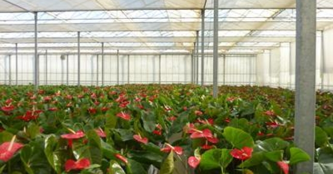 تولید سالانه 24 میلیون گل و گیاه در ساری