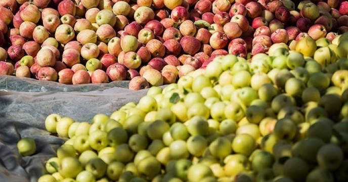 ارزش 140 میلیارد ریالی تولید سیب در نور استان مازندران