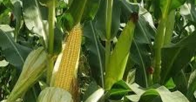تامین کود برای 140 هکتار مزارع ذرت دانه ای در بابل