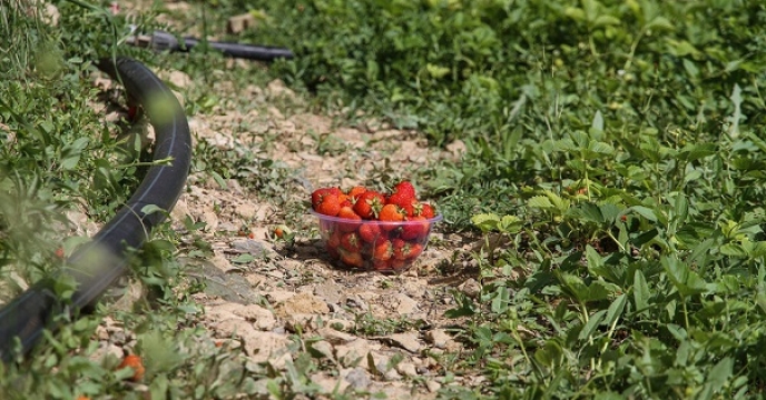 تامین کود برای 22 هکتار مزارع توت فرنگی در آمل توت فرنگی در آمل