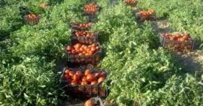 تامین کود برای 86 هکتار مزارع گوجه فرنگی در مرکز مازندران