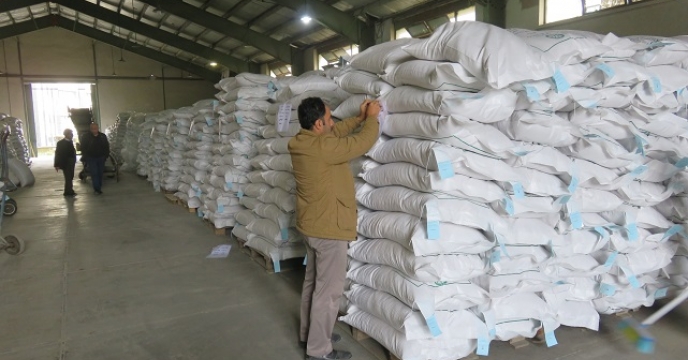 توزیع 230000کیلوگرم بذر شلتوک برنج در مازندران