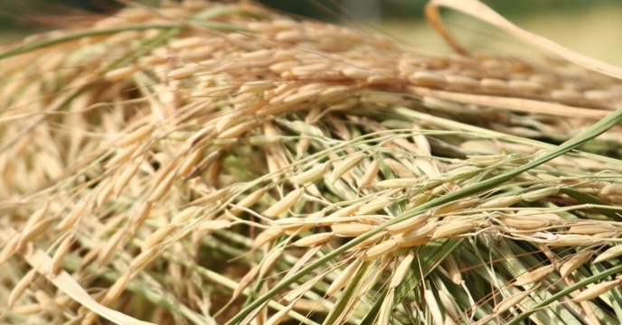 توزیع کود های کشاورزی برای95 هزار هکتار برنج در گلستان