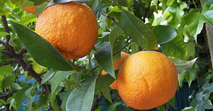 تامین کود برای تولید 300 تن نارنج در نور