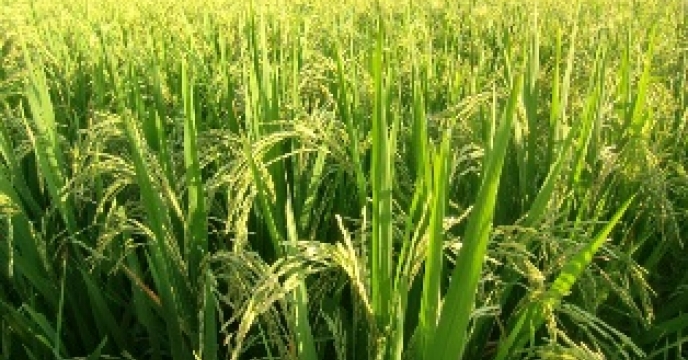تامین کود برای مزارع برنج در استان مازندران