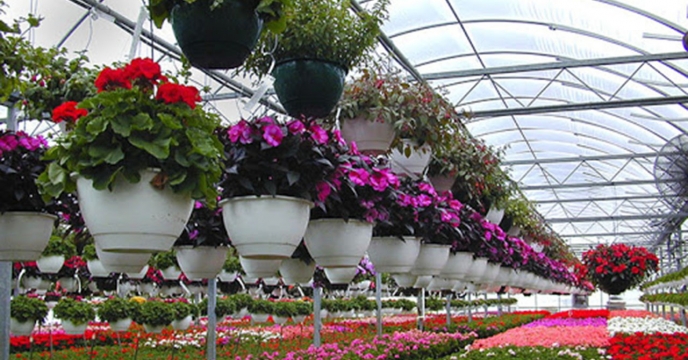 تولید ۲۱ میلیون گل و گیاه زینتی در استان گلستان